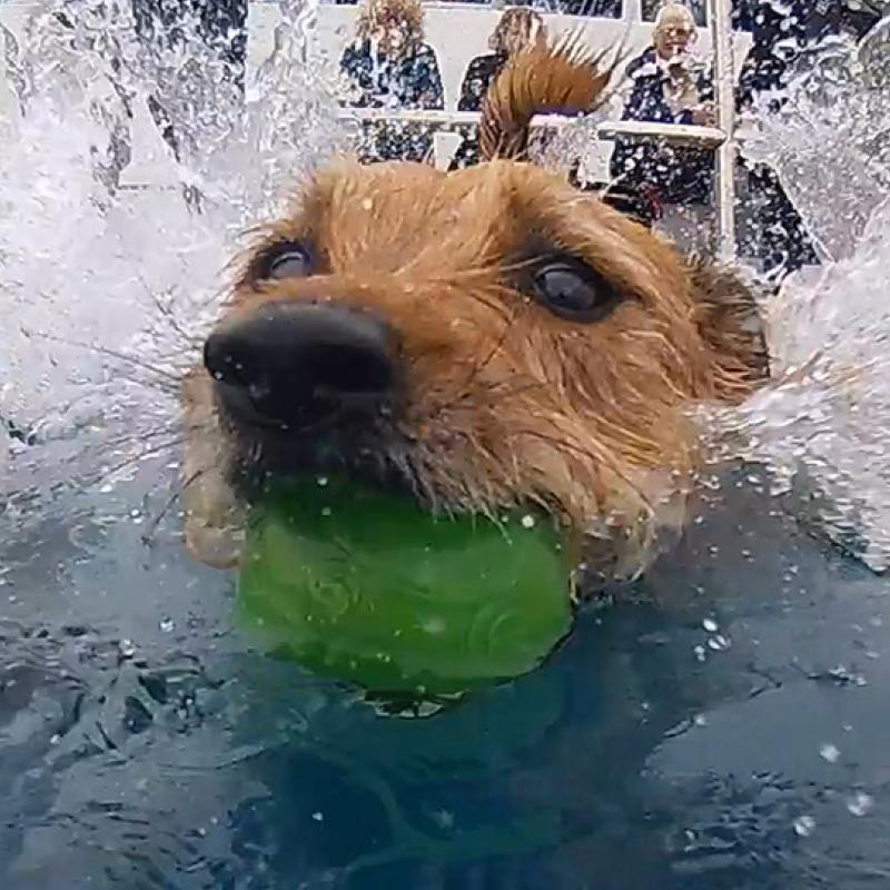Dog in Jubilee Pool, ball in mouth